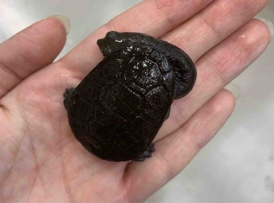 FullSizeRender
