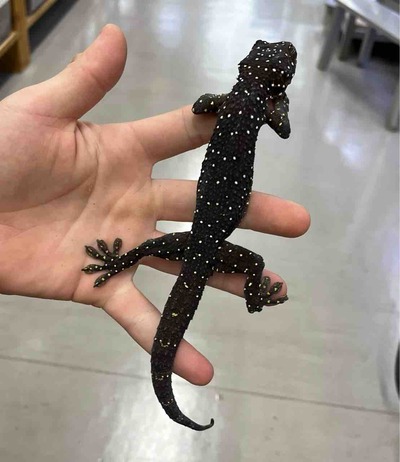 FullSizeRender