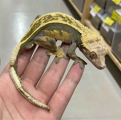 FullSizeRender