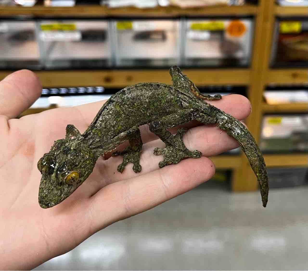 来たぜ!マダガスカル便! : 爬虫類倶楽部 来たぜ!マダガスカル便! : 爬虫類倶楽部
