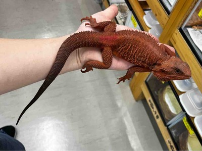 ヤモリ 販売生体 カータートゲオヤモリ ￥49,800- #爬虫類 # ヤモリ