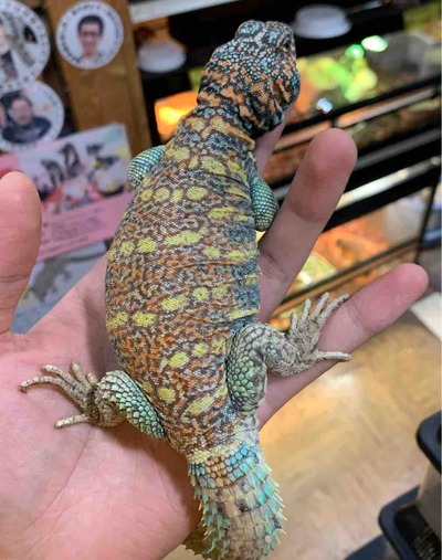 FullSizeRender