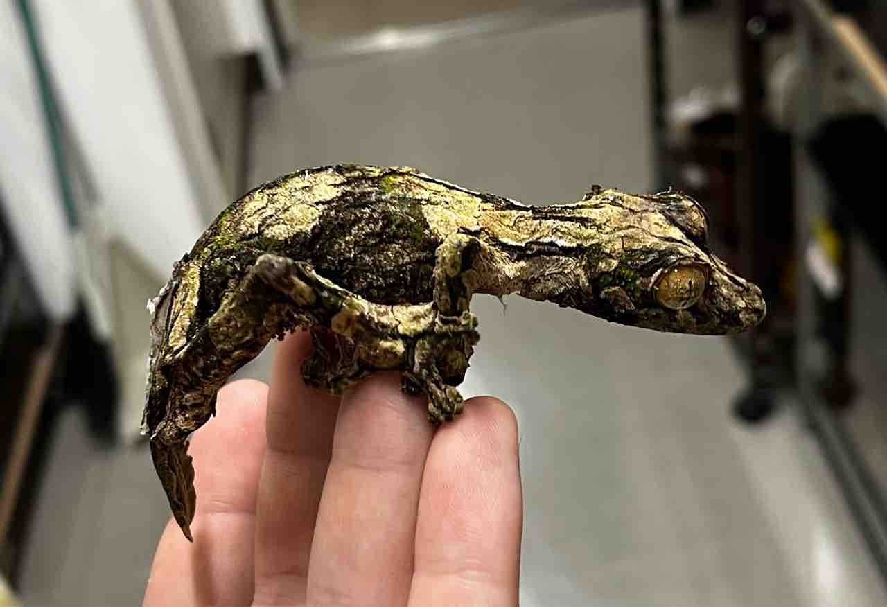 Amazon | 爬虫類給餌トング - 15インチ 爬虫類給餌鉗子 | 滑り
