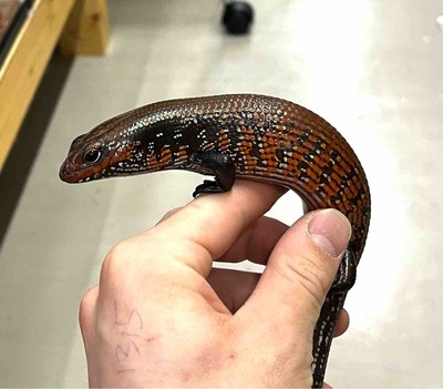 FullSizeRender