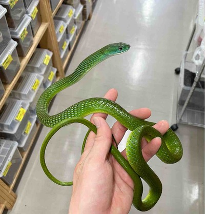 FullSizeRender