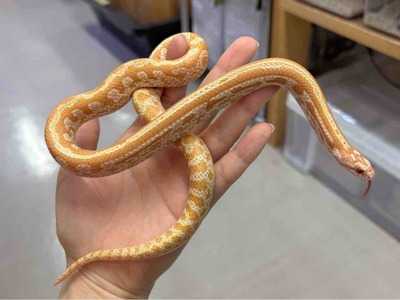 FullSizeRender