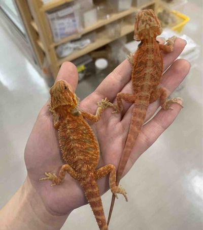 FullSizeRender