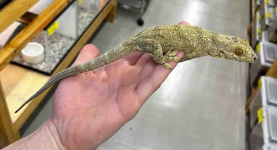 FullSizeRender