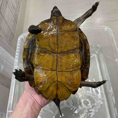 FullSizeRender