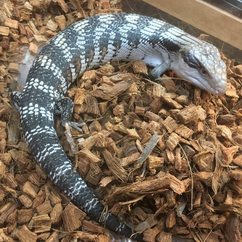 新入荷 色々来てます ビバリウムガイド最新号発売 爬虫類倶楽部