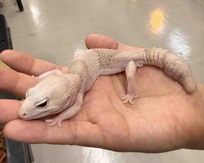 FullSizeRender