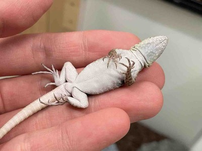 FullSizeRender