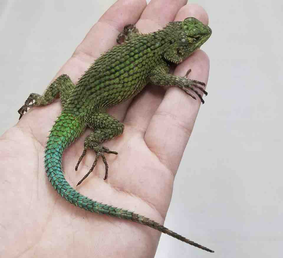 新入荷色々 ２f 爬虫類倶楽部