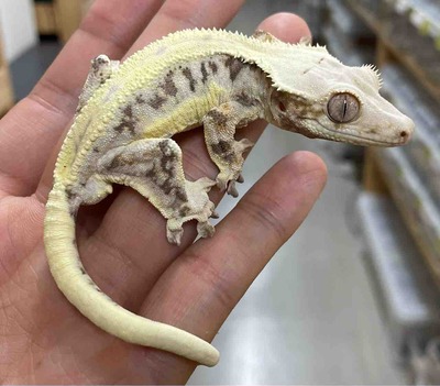 FullSizeRender