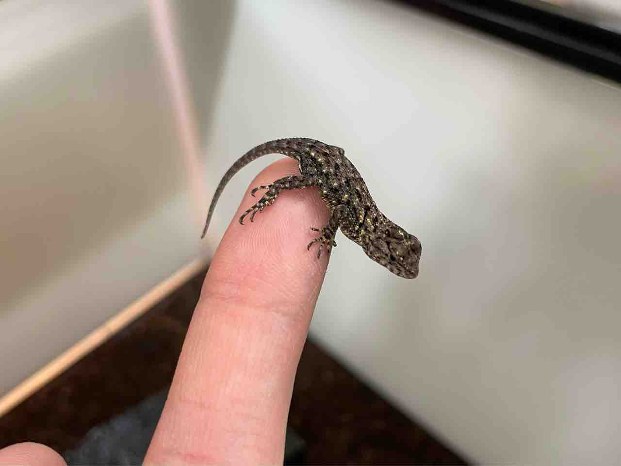 今週の2階新入荷 ヘビ、トカゲ、カメ : 爬虫類倶楽部