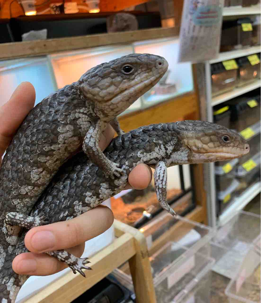 二階新入荷マツカサトカゲやダイヤモンドパイソンなど 爬虫類倶楽部