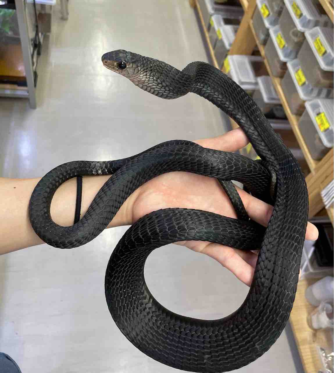 今週の2階新入荷 ヘビ、トカゲ : 爬虫類倶楽部