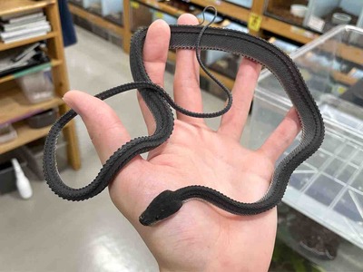 FullSizeRender