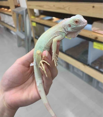 FullSizeRender