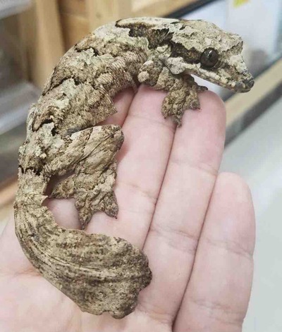 FullSizeRender