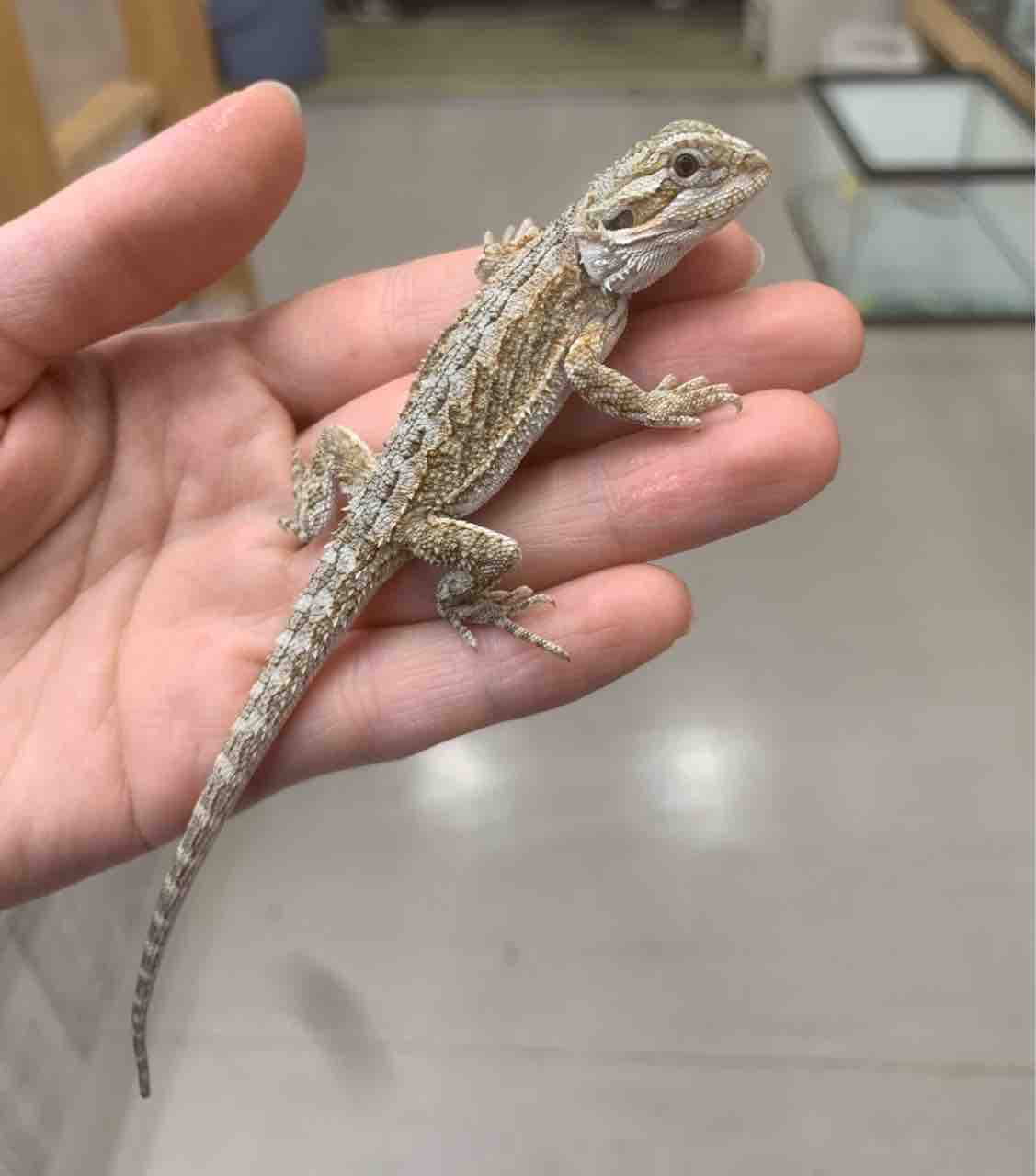 2f新着バルバータやアカメ モトイなど 爬虫類倶楽部 2f新着バルバータやアカメ モトイなど 爬虫類倶楽部