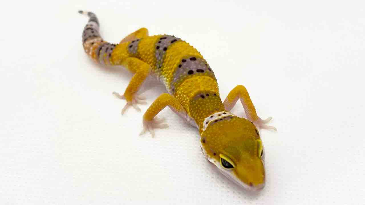 爬虫類ケージ　レオパ　ニシアフ slide_1757760687231.jpg