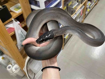 FullSizeRender