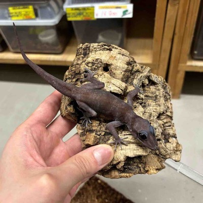 FullSizeRender