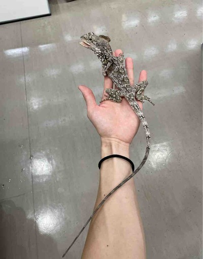 FullSizeRender