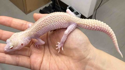 FullSizeRender