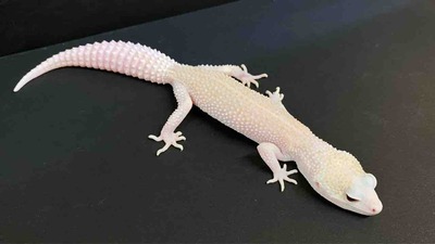 FullSizeRender