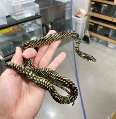 FullSizeRender