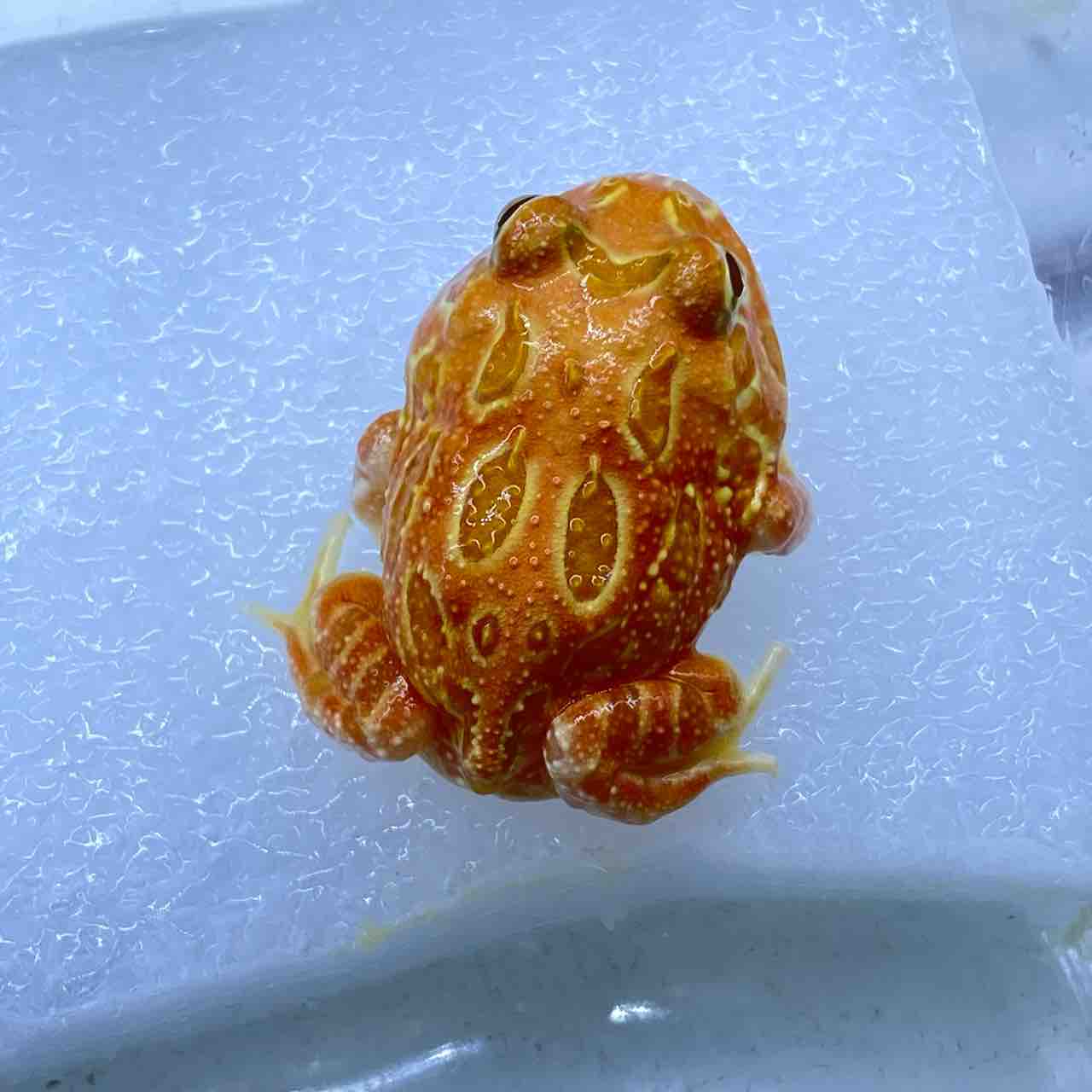 1階 新入荷生体 ～沢山来ております！～ : 爬虫類倶楽部