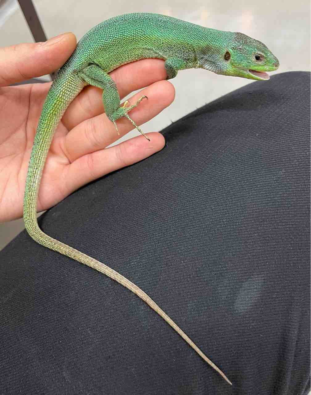 カナベビ Lizard Takahashi's illness diary March 3, 2021 - YouTube