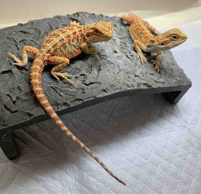 FullSizeRender