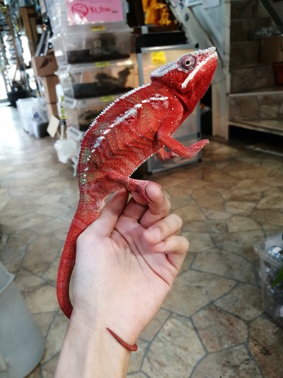 IMG_20200602_141452_1