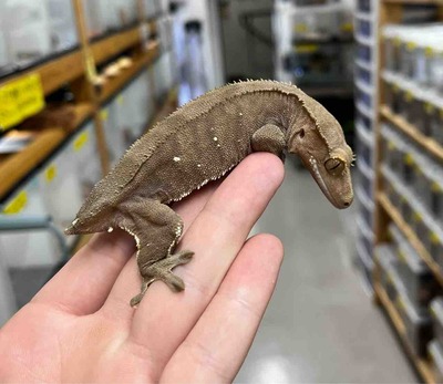 FullSizeRender
