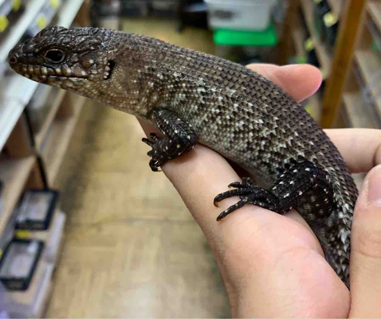 二階新着ご紹介 爬虫類倶楽部