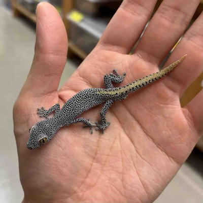 FullSizeRender