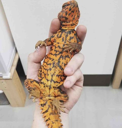 FullSizeRender