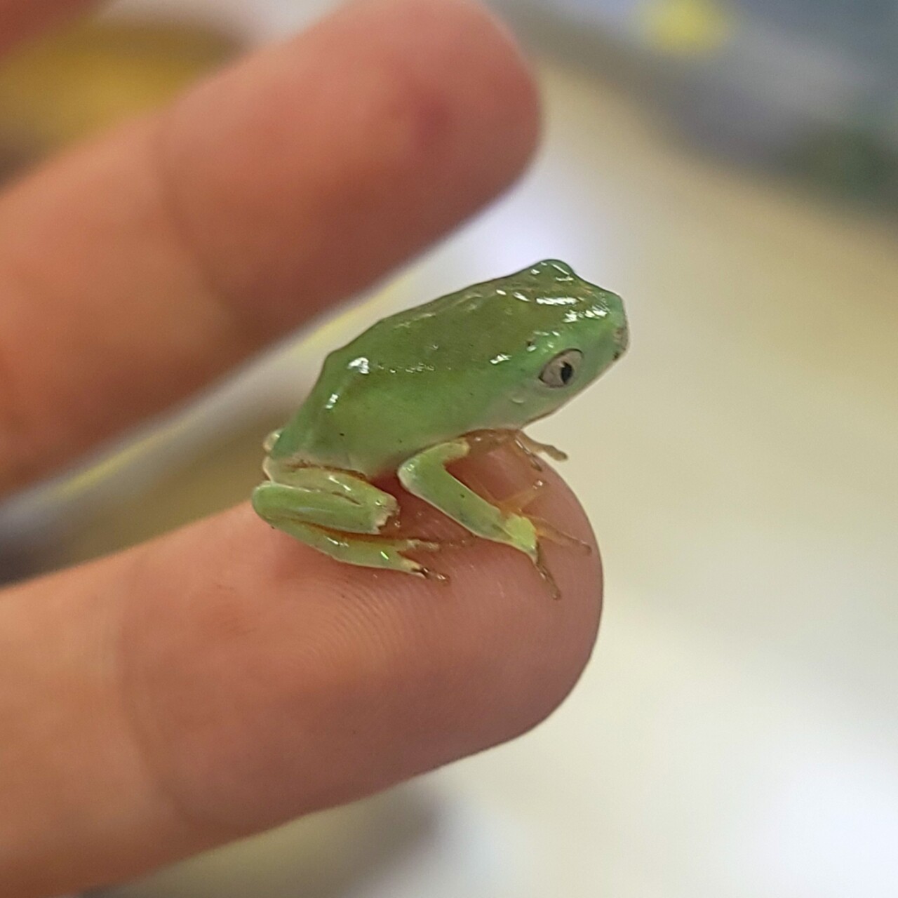 まちカエル もちかえる レモン Lサイズ カエル ぬいぐるみ モリサカ