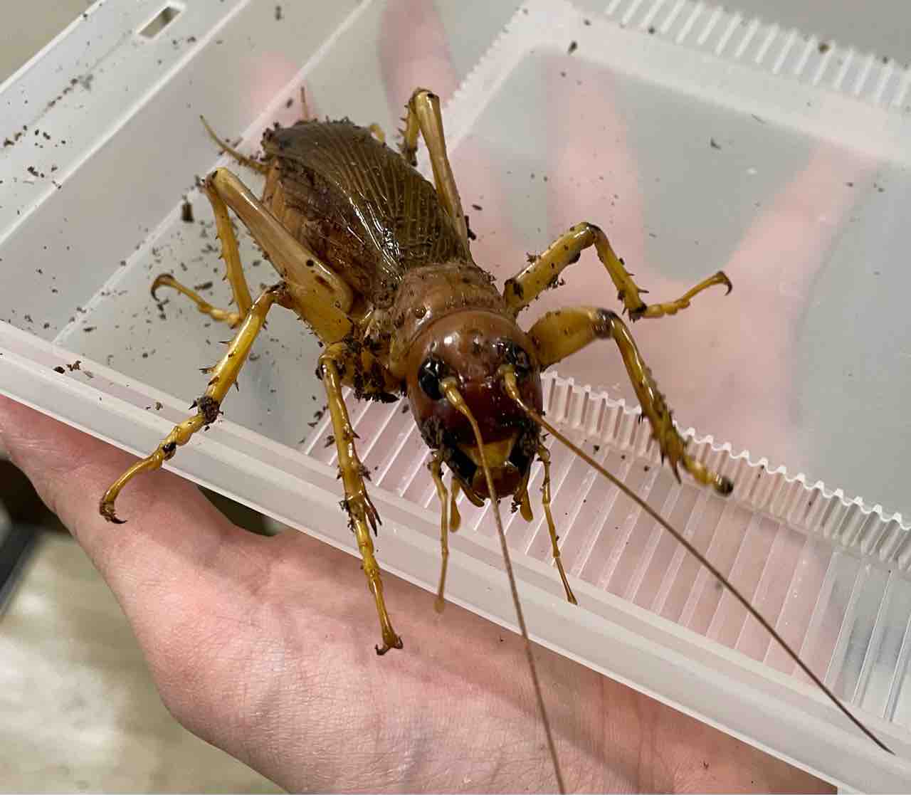 リオック メス 成虫