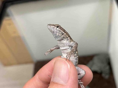 FullSizeRender