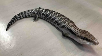 FullSizeRender