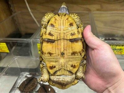 FullSizeRender
