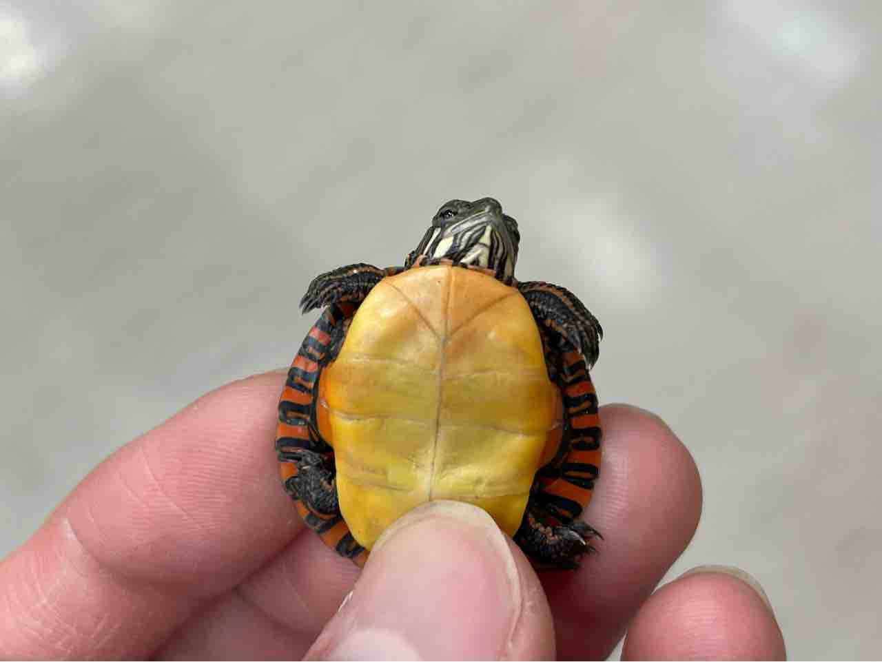 2階カメ新入荷 在庫一覧 爬虫類倶楽部