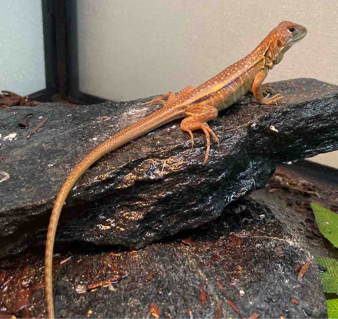 世界トカゲの日セール』告知&全トカゲリスト!! : 爬虫類倶楽部