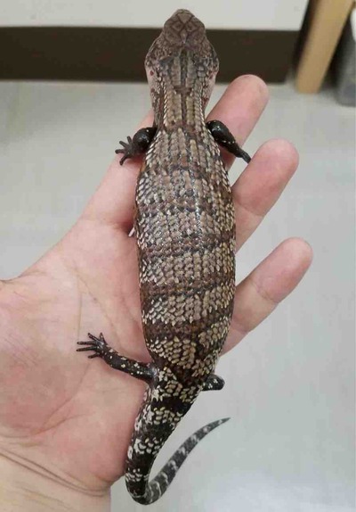 FullSizeRender