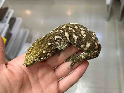 FullSizeRender