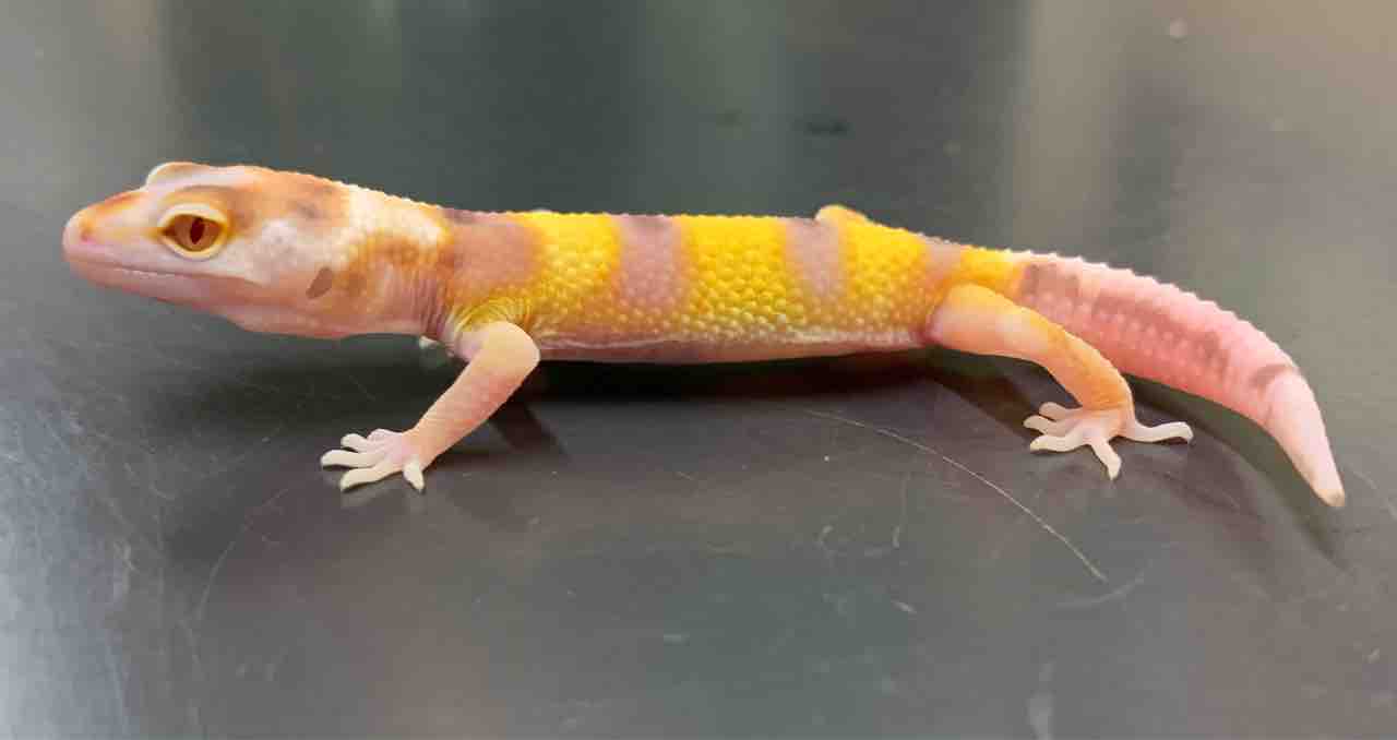 レオパ 新入荷 : 爬虫類倶楽部